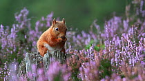 Red squirrel (Sciurus vulgaris) feeding amongst flowering heather, Cairngorms National Park, Scotland, UK, October.