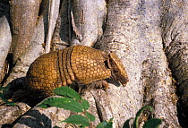 Southern three banded armadillo (Tolypeutes matacus) walking over tree roots in Pantanal, Caceres, Mato Grosso State, Western Brazil.