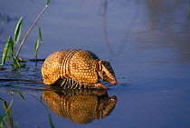 Southern three banded armadillo (Tolypeutes matacus) walking through shallow water, Pantanal, Caceres, Mato Grosso State, Brazil.