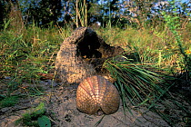 Southern three banded armadillo (Tolypeutes matacus) rolled up in defensive postition near destroyed termite mound, Cerrado region of Piaui State, Northeastern Brazil.