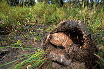 Brazilian three banded armadillo (Tolypeutes tricinctus) in destroyed termite mound, Cerrado region of Piaui State, North Eastern Brazil. Vulnerable species.