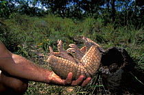 Hand holding Brazilian three banded armadillo (Tolypeutes tricinctus) on its back, Cerrado region of Piaui State, North Eastern Brazil. Vulnerable species.
