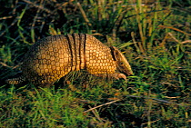 Southern three banded armadillo (Tolypeutes matacus) Brazilian Pantanal, municipality of Cáceres, Mato Grosso State, Western Brazil.