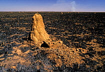 Neotropical mound building termite (Cornitermes cumulans) mounds after a fire, Emas National Park, near Mineiros, Cerrado region, Brazil.