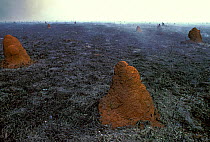 Neotropical mound building termite (Cornitermes cumulans) mounds after a fire, Emas National Park, Cerrado region, municipality of Mineiros, Goias, Central Brazil.