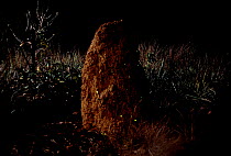 Bioluminescent Firefly larvae (Pyrearinus termitilluminans) on Termite (Cornitermes cumulans) mounds, Emas National Park, Cerrado vegetation, Western Brazil.