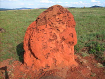 Neotropical mound building termite (Cornitermes cumulans) mound with scars made by Giant anteater which climbs the mound to eat the queen termites when they are flying out of the termite mound to foun...