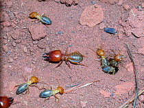 Neotropical mound building termites (Cornitermes cumulans) on ground, a soldier and several workers, some climbing out of hole, Emas National Park, Cerrado region, near Mineiros, Central Brazil.