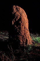 Bioluminescent Firefly (Pyrearinus termitilluminans) larvae on Termite (Cornitermes cumulans) mounds, Emas National Park, Cerrado vegetation, Western Brazil