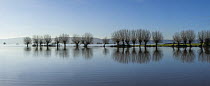 Panorama of flooded fields with row of inundated willow trees on West Sedgemoor near Stoke St Gregory, Somerset Levels, Somerset, UK. Digital composite. January 2014