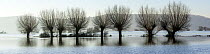 Panorama willow trees in flood water over the fields of West Sedgemoor near Stoke St Gregory, Somerset Levels, Somerset, UK. January 2014. Digital composite, larger file available.
