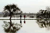 Walkers strolling along the bank between in flooded Aller Moor, with mistletoe laden apple tree, near Burrowbridge, Somerset Levels, Somerset, UK. January 2014