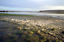 Flood water spilling out of the River Parrett into the surrounding fields of Aller Moor. Somerset Levels, Somerset, UK, January 2014