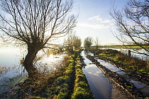 A half-flooded tractor track heading towards inundated farmland on West Sedgemoor near Stoke St Gregory. Somerset Levels, Somerset, UK. January 2014