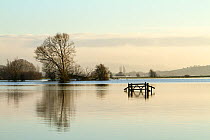 A solitary gate in calm flood-waters in farmland on West Sedgemoor, near Stoke St Gregory. Somerset Levels, Somerset, UK. January 2014