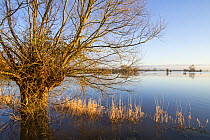 A willow and reedgrass in calm floodwaters in farmland on West Sedgemoor, near Stoke St Gregory. Somerset, UK. January 2014