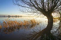 A willow and reedgrass in calm flood-waters in farmland on West Sedgemoor near Stoke St Gregory. Somerset, UK. January 2014
