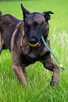 Young Belgian Shepherd police dog playing, Germany, July.