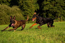 Dutch shepherd and Malinois herder cross breed dog playing with Doberman, Germany, September.