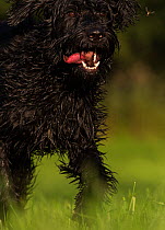 Giant Schnauzer x Hovawart crossbreed puppy with toy, Germany, September.