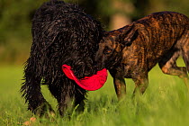 Giant Schnauzer x Hovawart dog and Maliois Herder x Dutch shepherd playing tug of war with Frisbee, Germany, September.