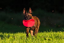 Dutch shepherd and Malinois Herder crossbreed playing with frisbee, Germany, September.