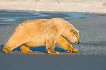 Polar bear (Ursus maritimus) sow walks across newly formed pack ice, off Bernard Spit and the 1002 area of the Arctic National Wildlife Refuge, North Slope of the Brooks Range, Beaufort Sea, Alaska, O...