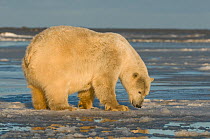 Polar bear (Ursus maritimus) sow smelling the air along Bernard Spit, North Slope of the Brooks Range, Beaufort Sea, Alaska, October.
