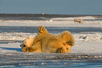 Polar bear (Ursus maritimus) cub rolls around; either cooling off, cleaning its coat or scratching itself, along Bernard Spit, North Slope of the Brooks Range, Beaufort Sea, Alaska, October.