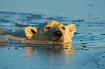 Young polar bear (Ursus maritimus) submerged, swimming  in slushy icy water, off the 1002 area of the Arctic National Wildlife Refuge, North Slope of the Brooks Range, Beaufort Sea, Alaska, October.