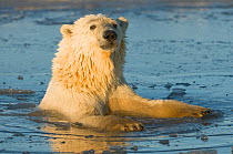 Young Polar bear (Ursus maritimus) in slushy icy water, off the 1002 area of the Arctic National Wildlife Refuge, North Slope of the Brooks Range, Beaufort Sea, Alaska, October.