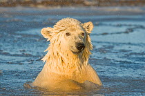 Young polar bear (Ursus maritimus) in slushy icy water, off the 1002 area of the Arctic National Wildlife Refuge, North Slope of the Brooks Range, Beaufort Sea, Alaska, October.