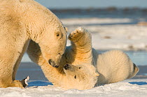 Polar bear (Ursus maritimus) cub trying to engage its mother in play, Bernard Spit, North Slope of the Brooks Range, Beaufort Sea, Alaska, October.