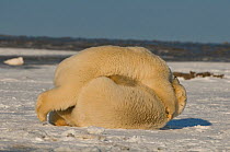 Pair of polar bear (Ursus maritimus) subadults engage in play, off Bernard Spit, North Slope of the Brooks Range, Beaufort Sea, Alaska, October.