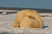 Pair of polar bear (Ursus maritimus) subadults engage in play, off Bernard Spit, North Slope of the Brooks Range, Arctic National Wildlife Refuge, Beaufort Sea, Alaska, October.