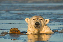 Polar bear (Ursus maritimus) subadult submerged in slushy icy water, off Bernard Spit and the 1002 area of the Arctic National Wildlife Refuge, North Slope of the Brooks Range, Beaufort Sea, Alaska, O...