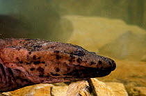 Chinese giant salamander (Andrias davidianus) China, captive. Critically endangered.