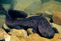 Chinese giant salamander (Andrias davidianus) China, captive. Critically endangered.