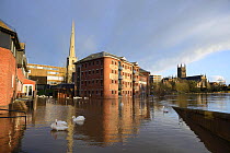 Floodwater in Worcester from the River Severn, with Mute Swans (Cygnus olor) and Worcester Cathedral in the background, Worcester, England, UK, February 2014.