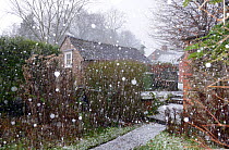 Large hail stones falling during a storm, Herefordshire, England, UK, December.