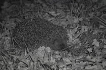 Hedgehog (Erinaceus europaeus) at night, taken with infra red remote camera trap, Mayenne, Pays de Loire, France, April.