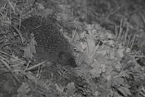 Hedgehog (Erinaceus europaeus) at night, taken with infra red remote camera trap, Mayenne, Pays de Loire, France, April.