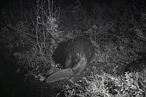 Beaver (Castor fiber) rear view, at night  taken with infra red remote camera trap, Sweden, May.
