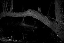 Pine marten (Martes martes) in garden at night, taken with infra red remote camera trap, Mayenne, Pays de Loire, France, August.
