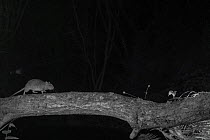 Brown rat (Rattus norvegicus) walking along branch in garden at night, taken with infra red remote camera trap, Mayenne, Pays de Loire, France. June.