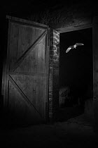 Barn owl (Tyto alba) flying through barn door at night, taken with infra red remote camera trap, Mayenne, Pays de Loire, France, November.
