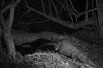 Coypu (Myocastor coypus) at night,  taken with infra red remote camera trap,, France, January.
