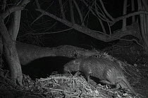 Coypu (Myocastor coypus) at night,  taken with infra red remote camera trap, France, January.