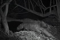 Coypu (Myocastor coypus) at night  taken with infra red remote camera trap, France, January.