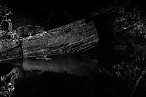 Otter (Lutra lutra) shaking off water on log, taken at night with infra red remote camera trap, Mayenne, Pays de Loire, France.